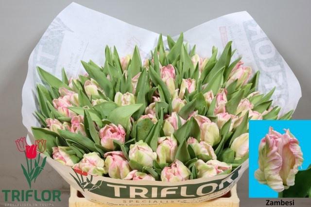 <h4>TU PA ZAMBESI</h4>