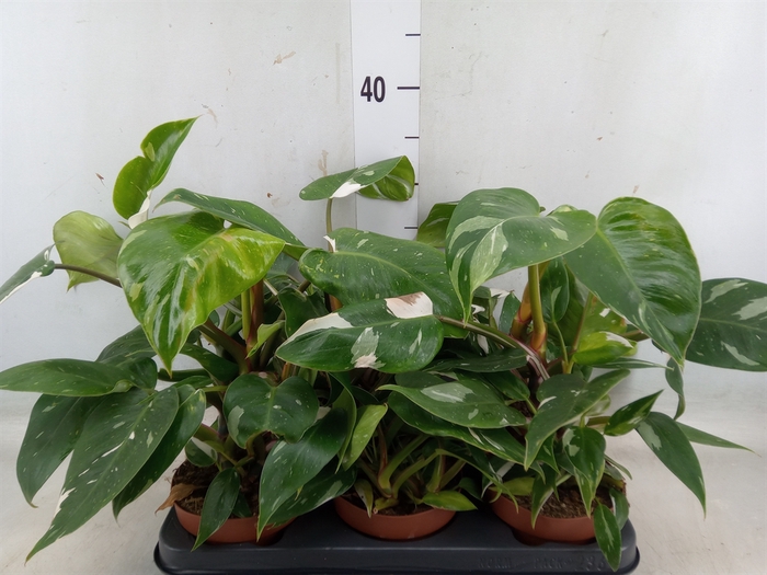 <h4>Philodendron   ...</h4>