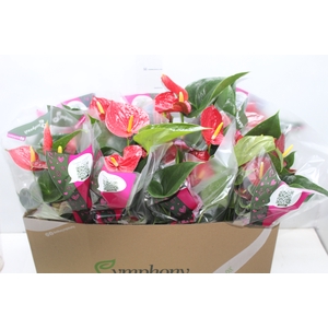 ANTHURIUM RED SUCCESS P15