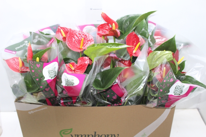 <h4>ANTHURIUM RED SUCCESS P15</h4>
