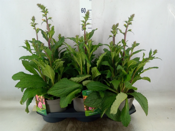 <h4>Digitalis  'Pink Panther'</h4>