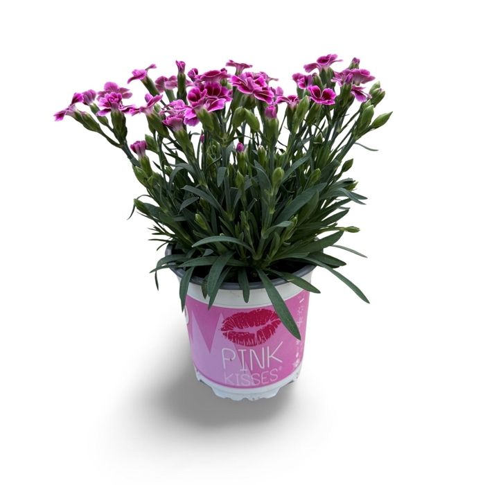 <h4>Dianthus Pink Kisses</h4>