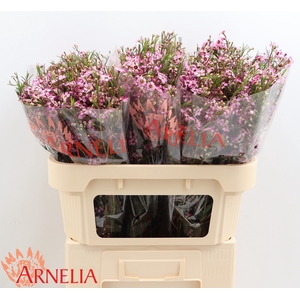 Chamelaucium Purple Pride