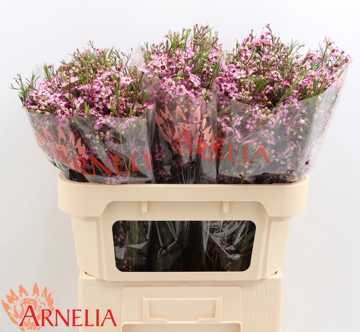 <h4>Chamelaucium Purple Pride</h4>
