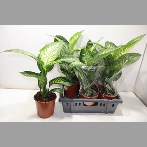 Dieff Se Tropic Snow