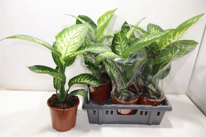 <h4>Dieff Se Tropic Snow</h4>
