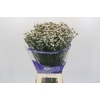 Limonium sinensis White Diamond