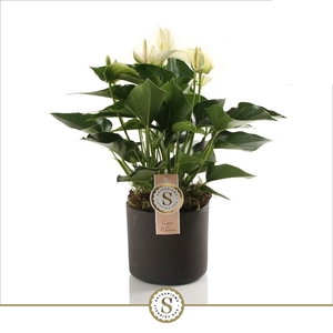 Bari Keramiek Grey - White Champion 12cm