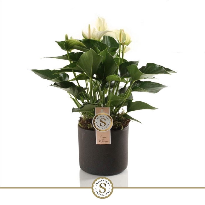 <h4>Bari Keramiek Grey - White Champion 12cm</h4>