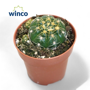 Gymnocalycium Monvillei