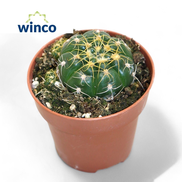 <h4>Gymnocalycium Monvillei</h4>