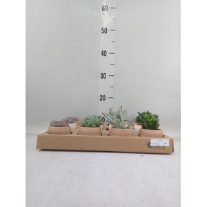 Succulents   ...