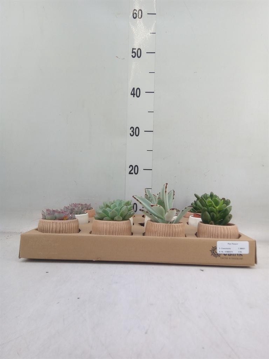 <h4>Succulents   ...</h4>