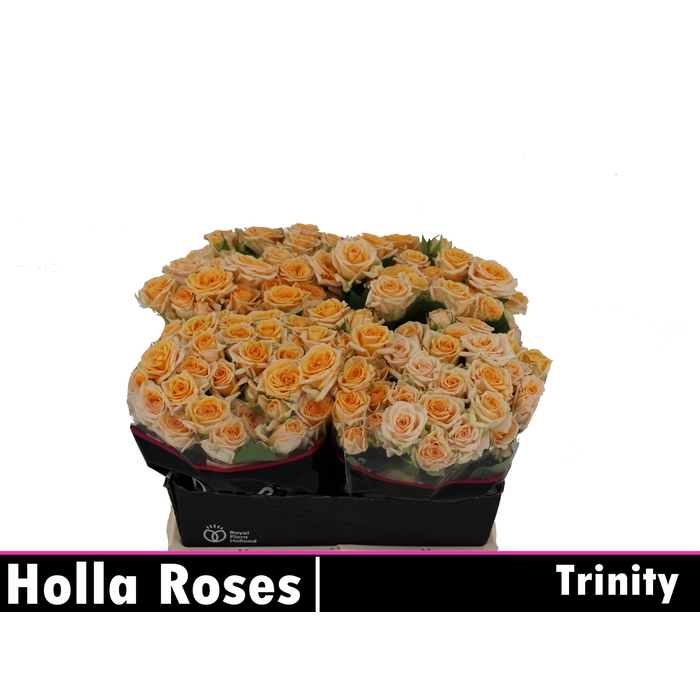 <h4>Trinity</h4>