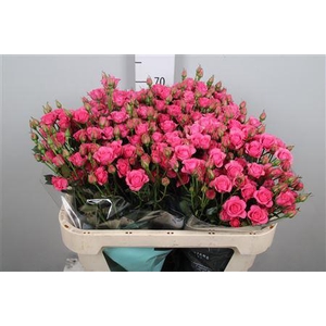 R Tr Baby Pink Yo-yo