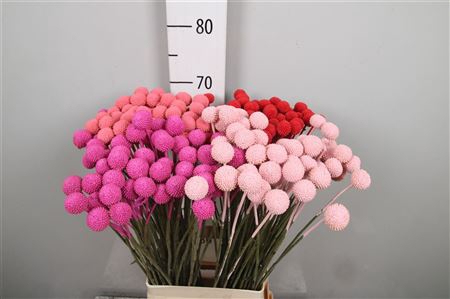 <h4>Cras Klb Love Mix</h4>