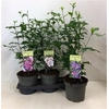 Hibiscus Syriacus Mixtray