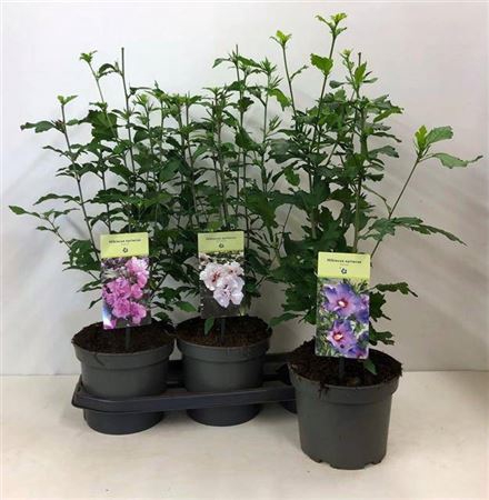 Hibiscus Syriacus Mixtray