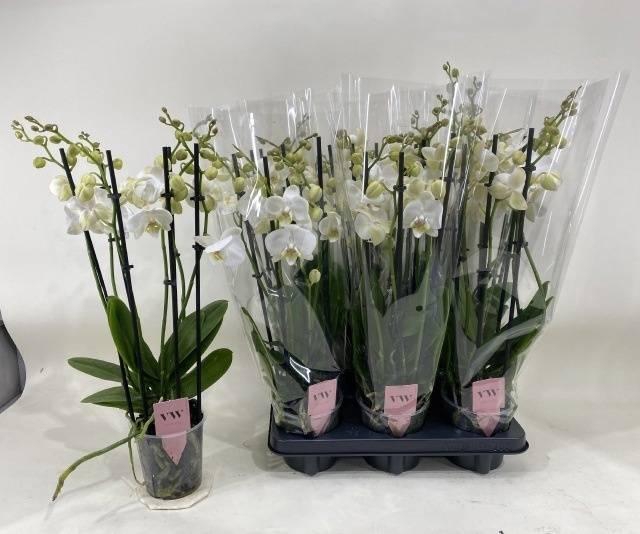 <h4>Phal An Inverness</h4>