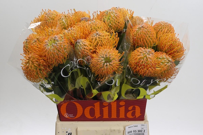 <h4>Nutans Soleil</h4>