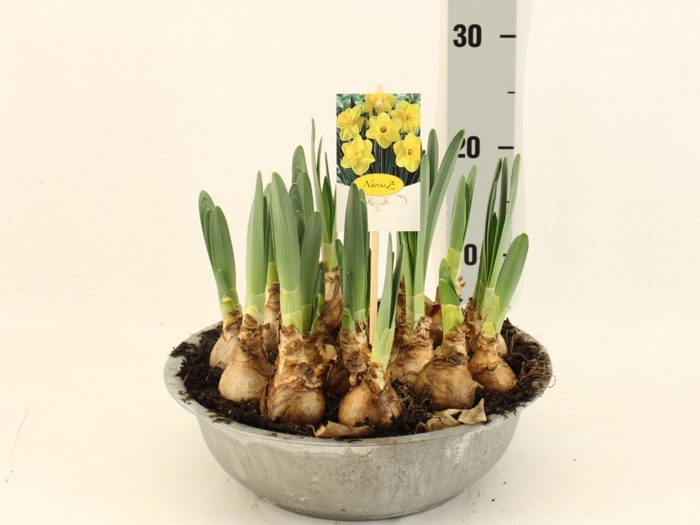 <h4>NARC T LUCKY NUMBER</h4>