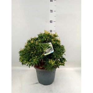 Pieris japonica 'Sarabande'