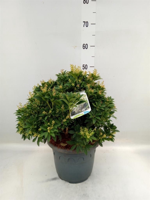 <h4>Pieris japonica 'Sarabande'</h4>