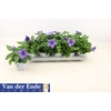 Platyco Gr Pst Blue