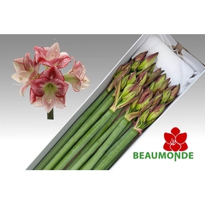 HIPP GA FLAMENCO QUE