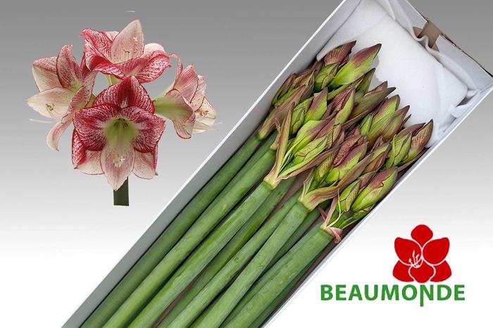 <h4>HIPP GA FLAMENCO QUE</h4>