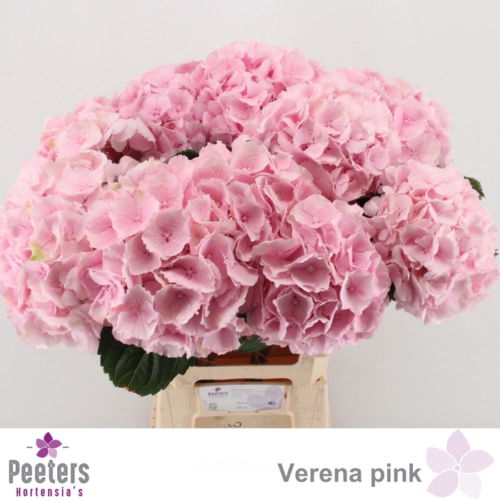 <h4>HYDR M CH VERENA</h4>