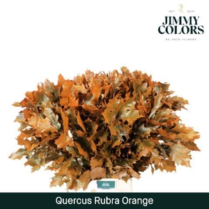 Quercus Rubra L80 Orange