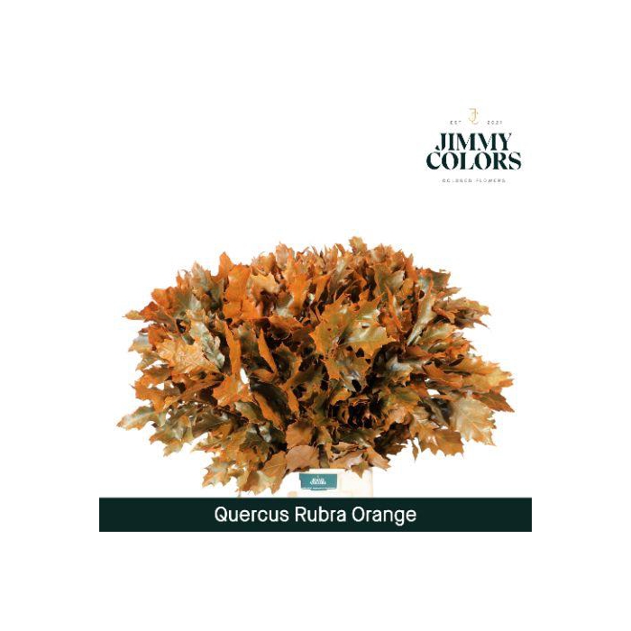 <h4>Quercus Rubra L80 Orange</h4>