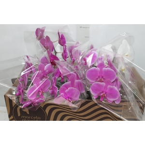 PHALAENOPSIS CASCATA P15 MIN 5 FLS