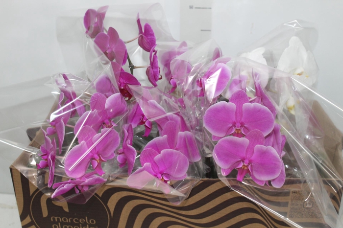 <h4>PHALAENOPSIS CASCATA P15 MIN 5 FLS</h4>