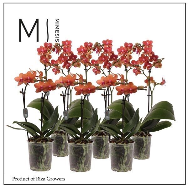 <h4>Mimesis Phal. Multi Orange - 2 spike 12cm</h4>