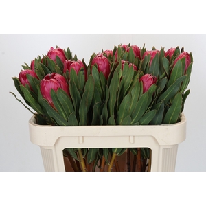 Protea Brenda