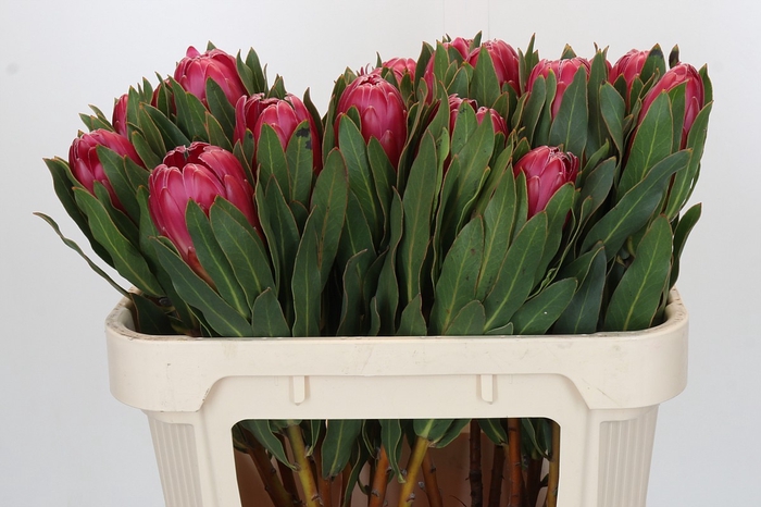 Protea Brenda