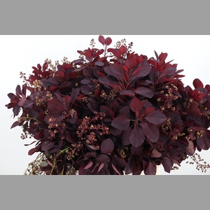 Cotinus Blad