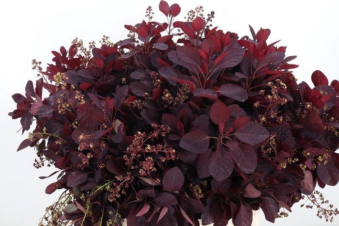<h4>Cotinus Blad</h4>