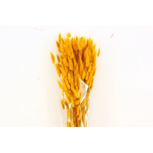 DRY LAGURUS YELLOW