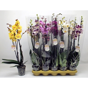 PHAL GEM