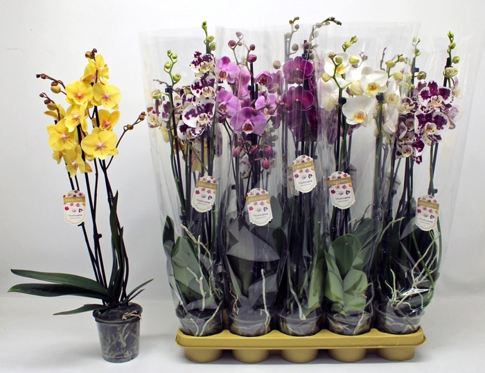 <h4>PHAL GEM</h4>