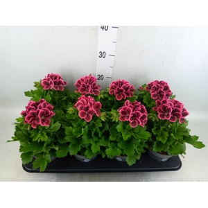 Pelargonium gran.   ..