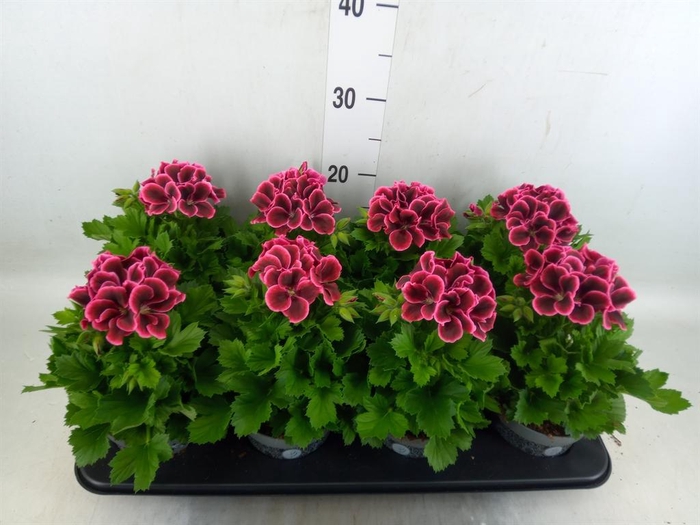 <h4>Pelargonium gran.   ..</h4>