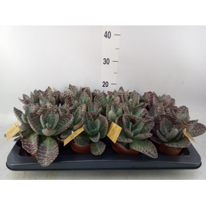 Kalanchoe humilis 'Surpris Desert'