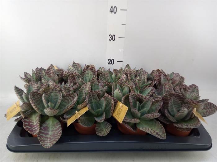 <h4>Kalanchoe humilis 'Surpris Desert'</h4>