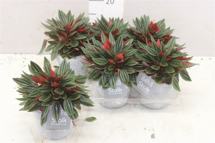 <h4>Peperomia Rosso Stone Keramiek</h4>