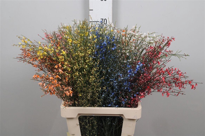 <h4>Genista Mix 200gr</h4>