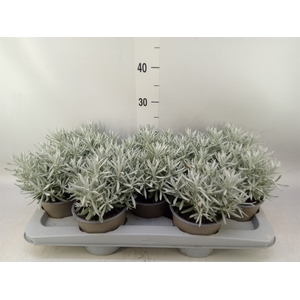 Helichrysum stoec. 'Sylvito Silver'